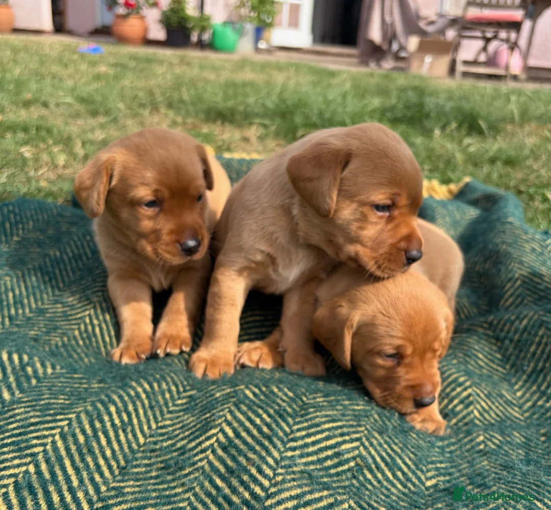 Labrador Retriever dogs for sale: Gorgeous Fox Red Labrador Puppies - KC Reg. - Advert 1