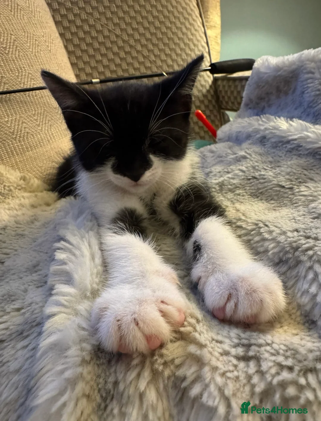 Mixed Breed cats for sale: Lovely little girl looking for her forever home - Advert 2