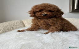 Poodle dogs for sale: Beautiful Poodle Puppies Ready!!!!  - Image 3
