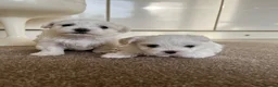 Maltese dogs for sale: Pedigree Maltese puppies in Derby - Advert 8