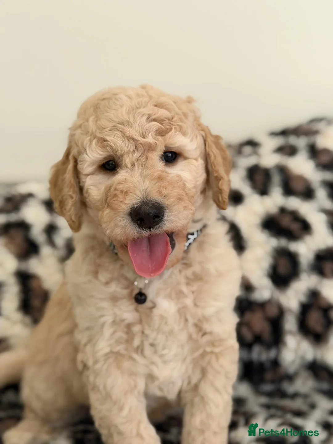 Labradoodle dogs for sale: Adorable Standard Labradoodle Puppies - Advert 1