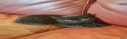 Mixed Breed cats for sale: Lovely 2 little ones  in Colchester - Advert 28