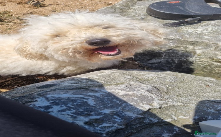 Cockapoo dogs Bella needs a new home - Advert 1