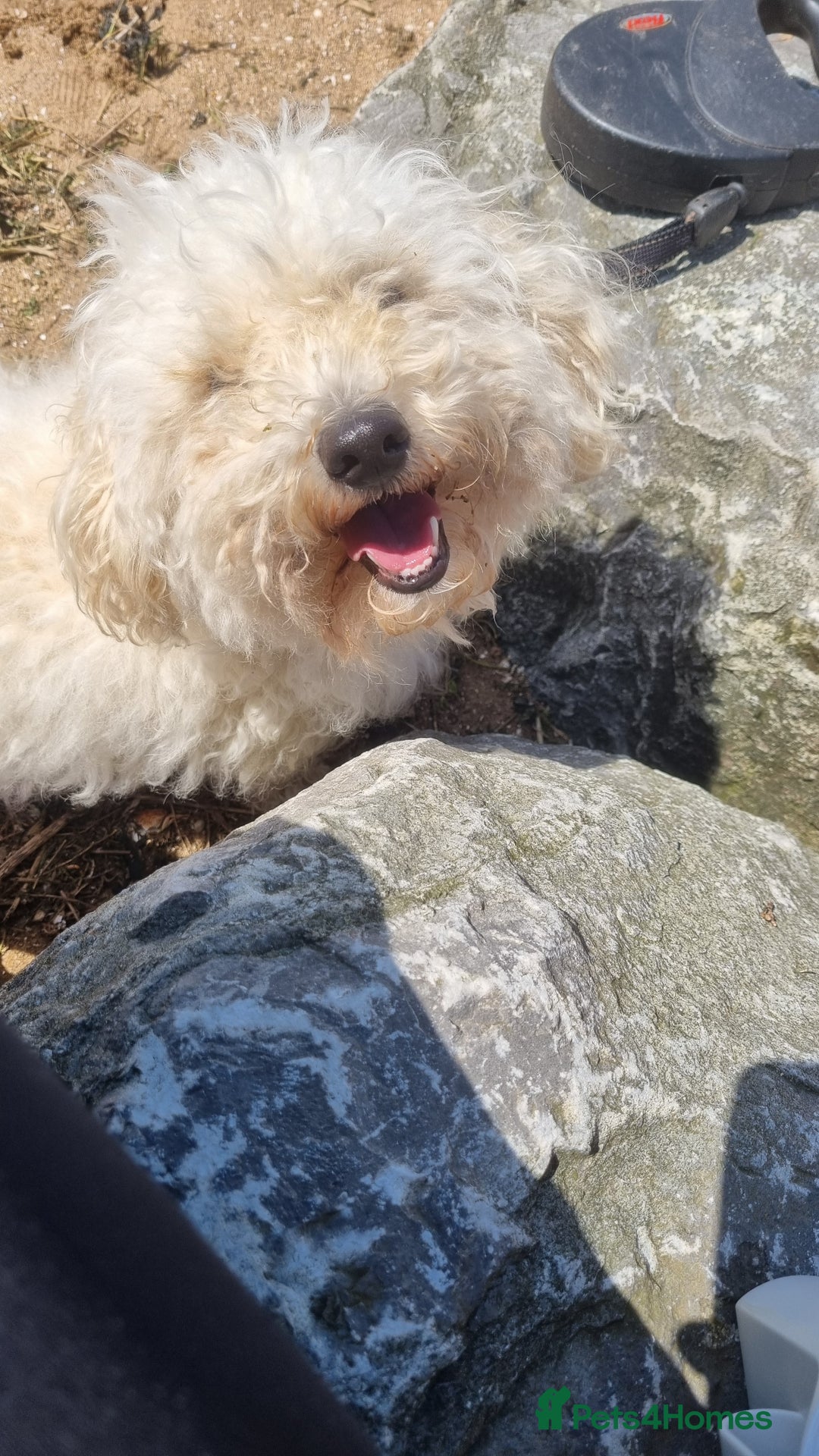 Cockapoo dogs for sale: Bella needs a new home - Advert 1