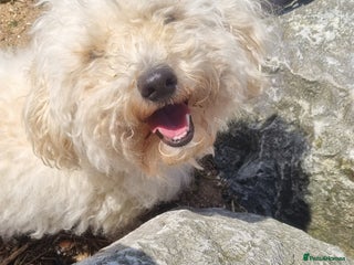 Cockapoo dogs for sale: Bella needs a new home - Advert 1