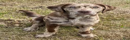 Labradoodle dogs for sale: F2B Labradoodle in Glenrothes - Advert 1