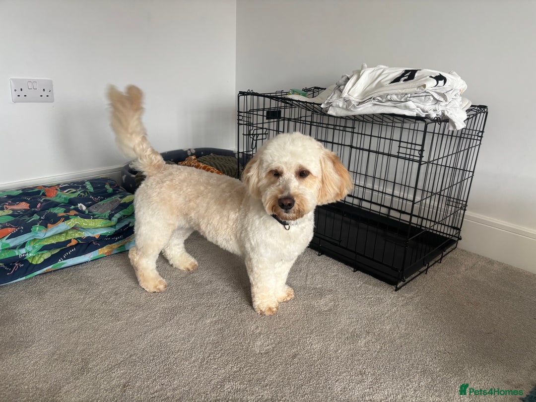 Labradoodle dogs for sale: Mini labradoodle  - Image 2