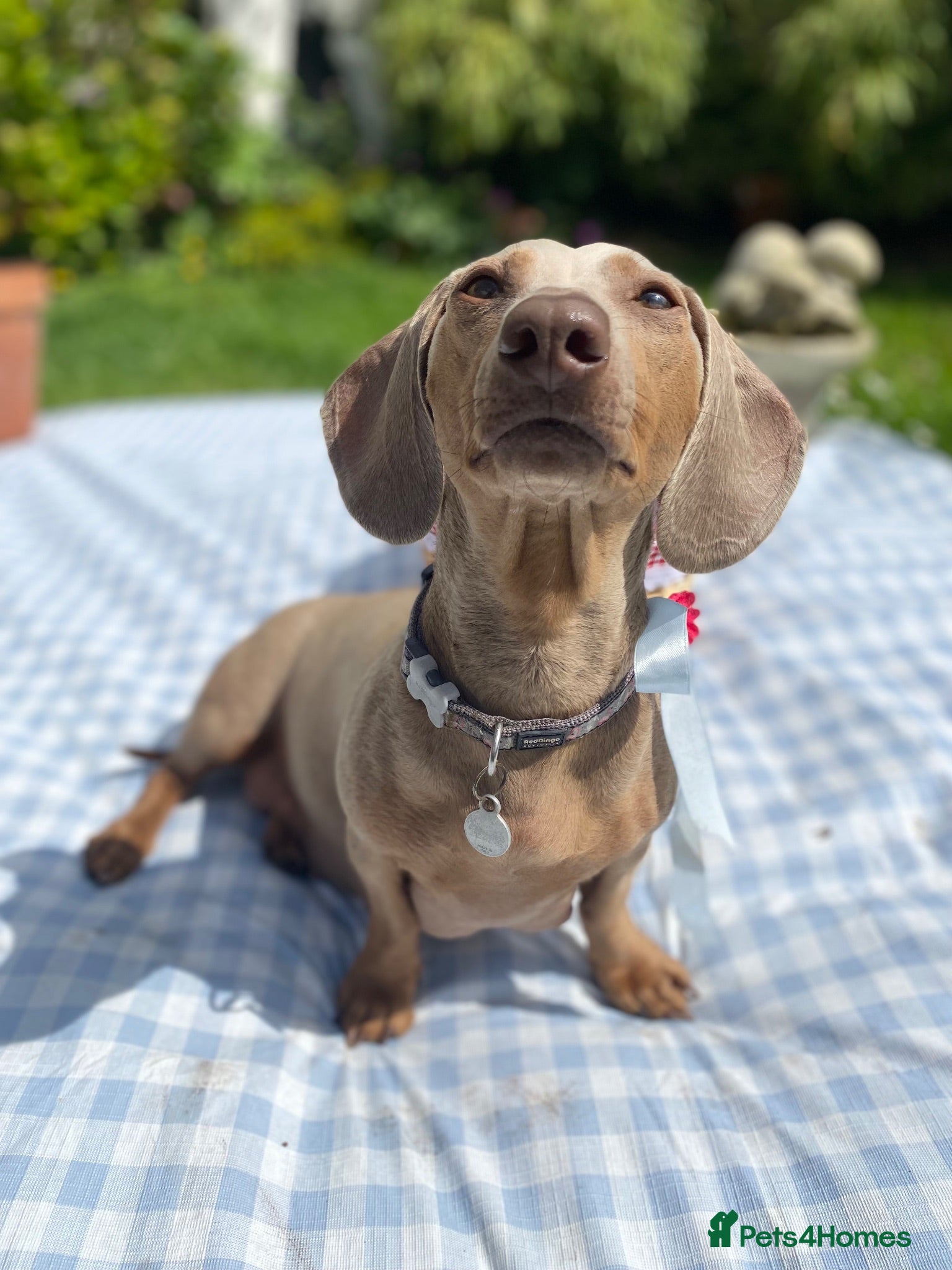 Miniature Dachshund dogs for sale: Beautiful miniature dachshund litter  - Advert 1