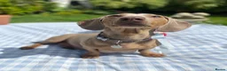 Miniature Dachshund dogs for sale: Beautiful miniature dachshund litter  - Advert 1