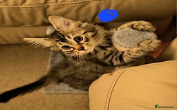 Bengal cats for sale: Elven Bengals - Image 17