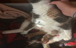 Mixed Breed cats for sale: Beautiful grey fluffy kitten  - Image 5