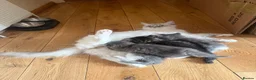 Ragdoll cats for sale: 4 Ragdoll Tabby Kittens in London - Advert 18