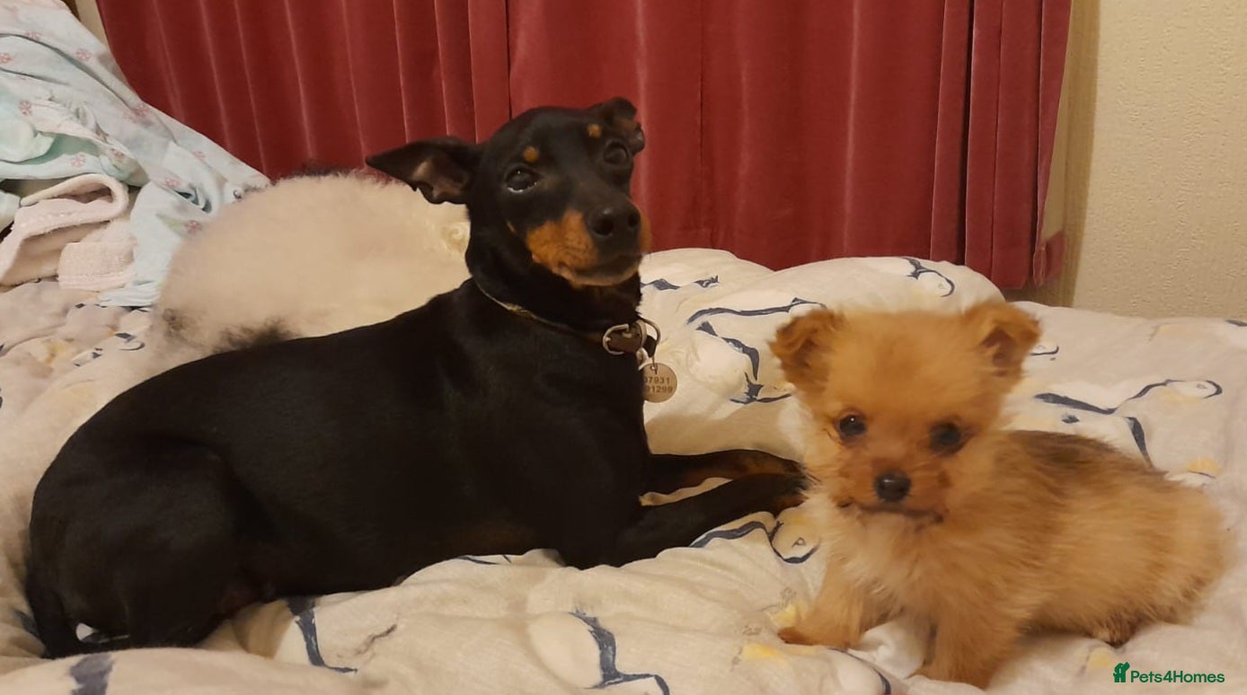 Mixed Breed dogs Gorgeous Norwich terrier X Puppies - Advert 2