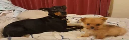 Mixed Breed dogs for sale: Gorgeous Norwich terrier X Puppies - Advert 2
