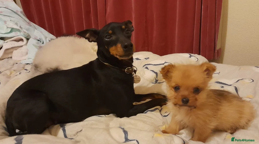 Mixed Breed dogs for sale: Gorgeous Norwich terrier X Puppies - Advert 2