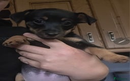 Mixed Breed dogs for sale: F1 Dachshund x Jack Russell  - Image 5