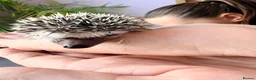 Pygmy Hedgehog rodents for sale: Stunning little baby African pigmy hedgehogs  - Advert 4