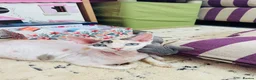 Devon Rex cats for sale: Beautiful pure Devon Rex kittens  - Advert 28