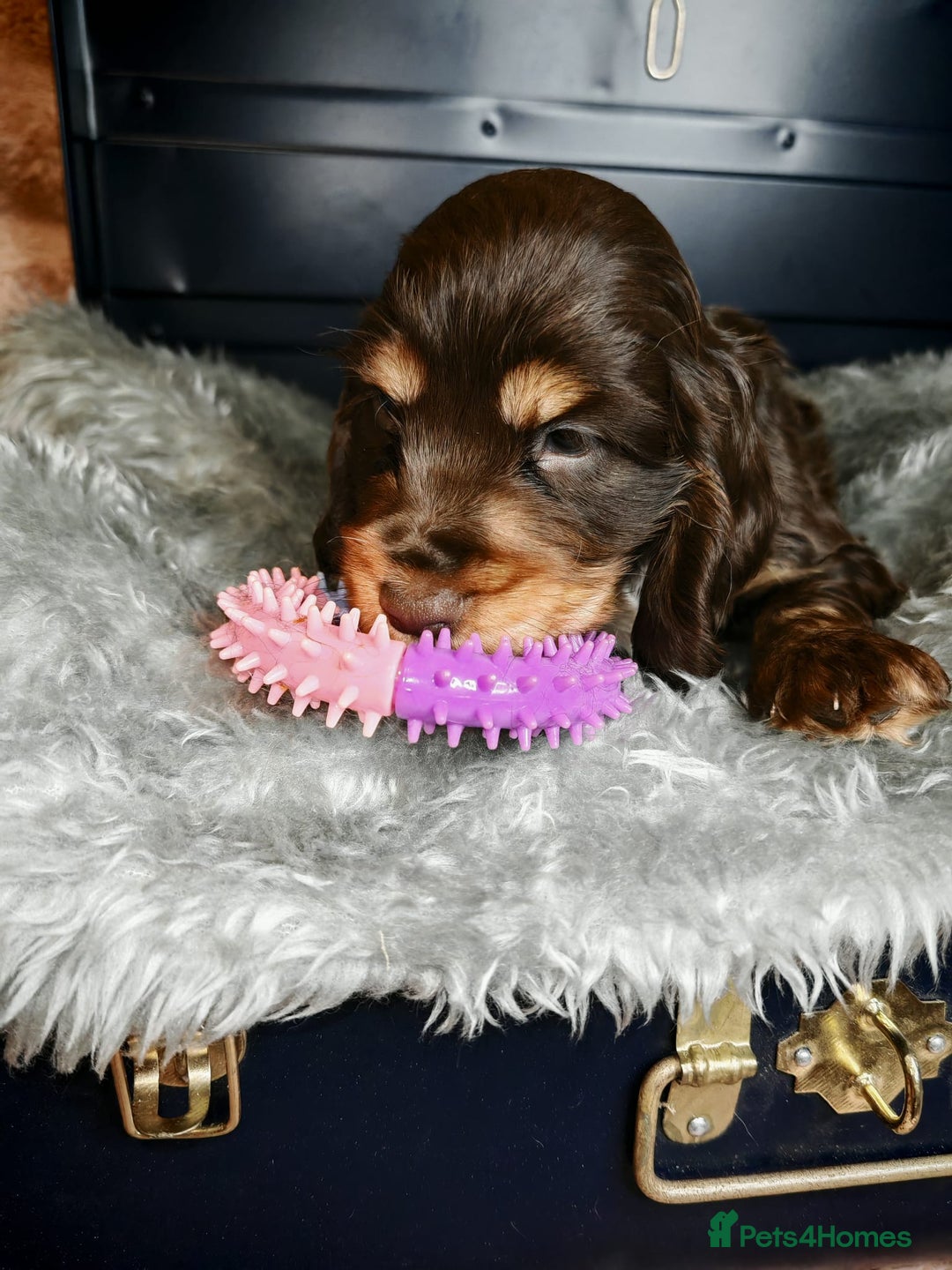 Cocker Spaniel dogs for sale: STUNNING LITTER OF KC SHOW COCKER SPANIEL PUPS!  - Image 25