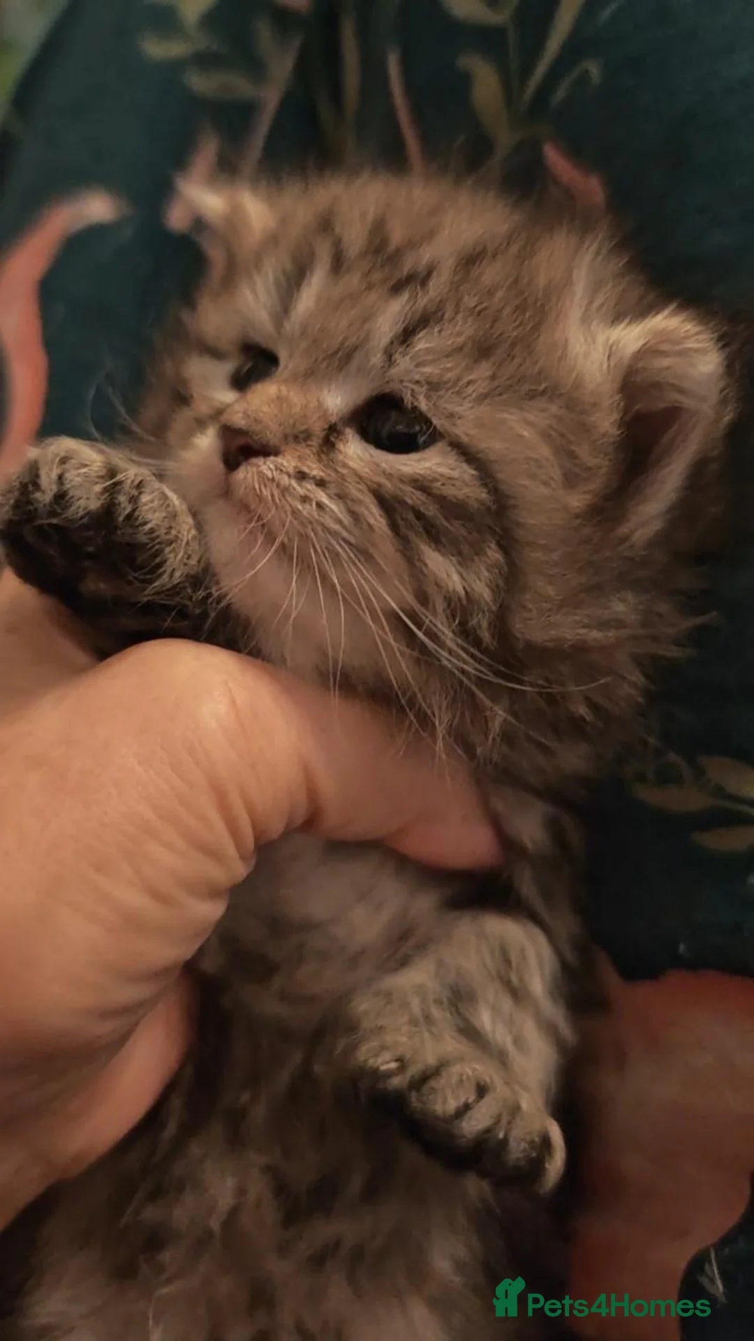Siberian cats for sale: Pure Traditonal Siberian from GCCF parents - Advert 1