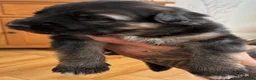 German Shepherd dogs for sale: German shepherd puppies - Advert 11