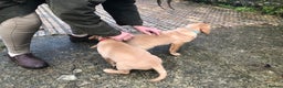 Labrador Retriever dogs for sale: Kc registered Labrador puppies(2 remaining) - Advert 3
