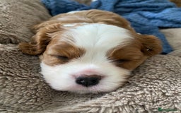 Cavalier King Charles Spaniel dogs for sale: KC Reg. BOYS DNA clear and Health Tested Parens - Image 8