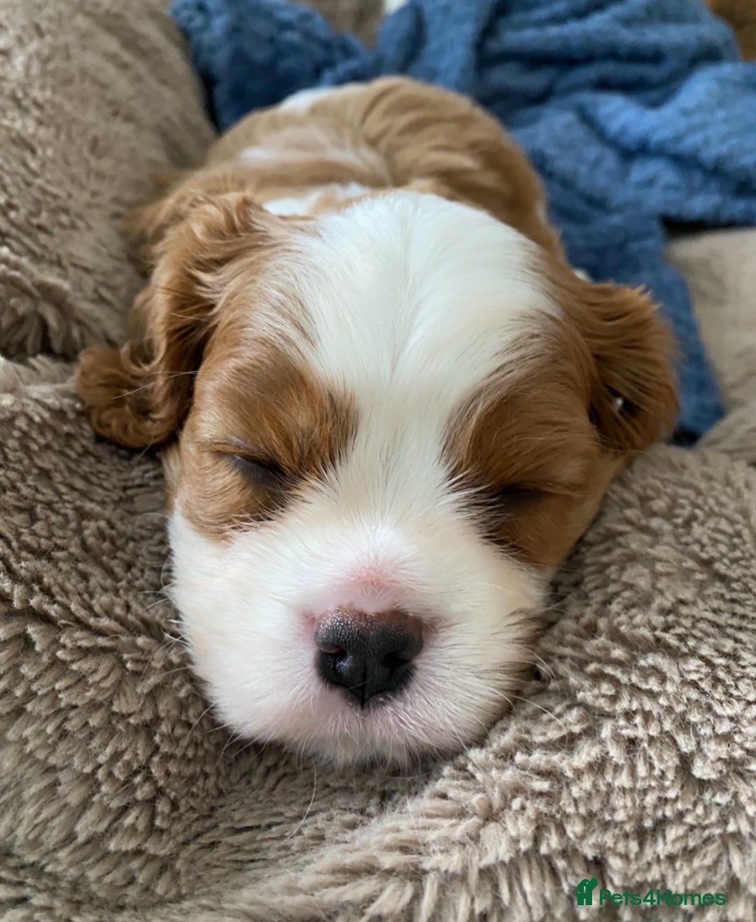 Cavalier King Charles Spaniel dogs for sale: KC Reg. BOYS DNA clear and Health Tested Parens - Image 8