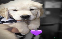 Golden Retriever dogs for sale: Beautiful KC Golden Retriever Babies  - Image 9