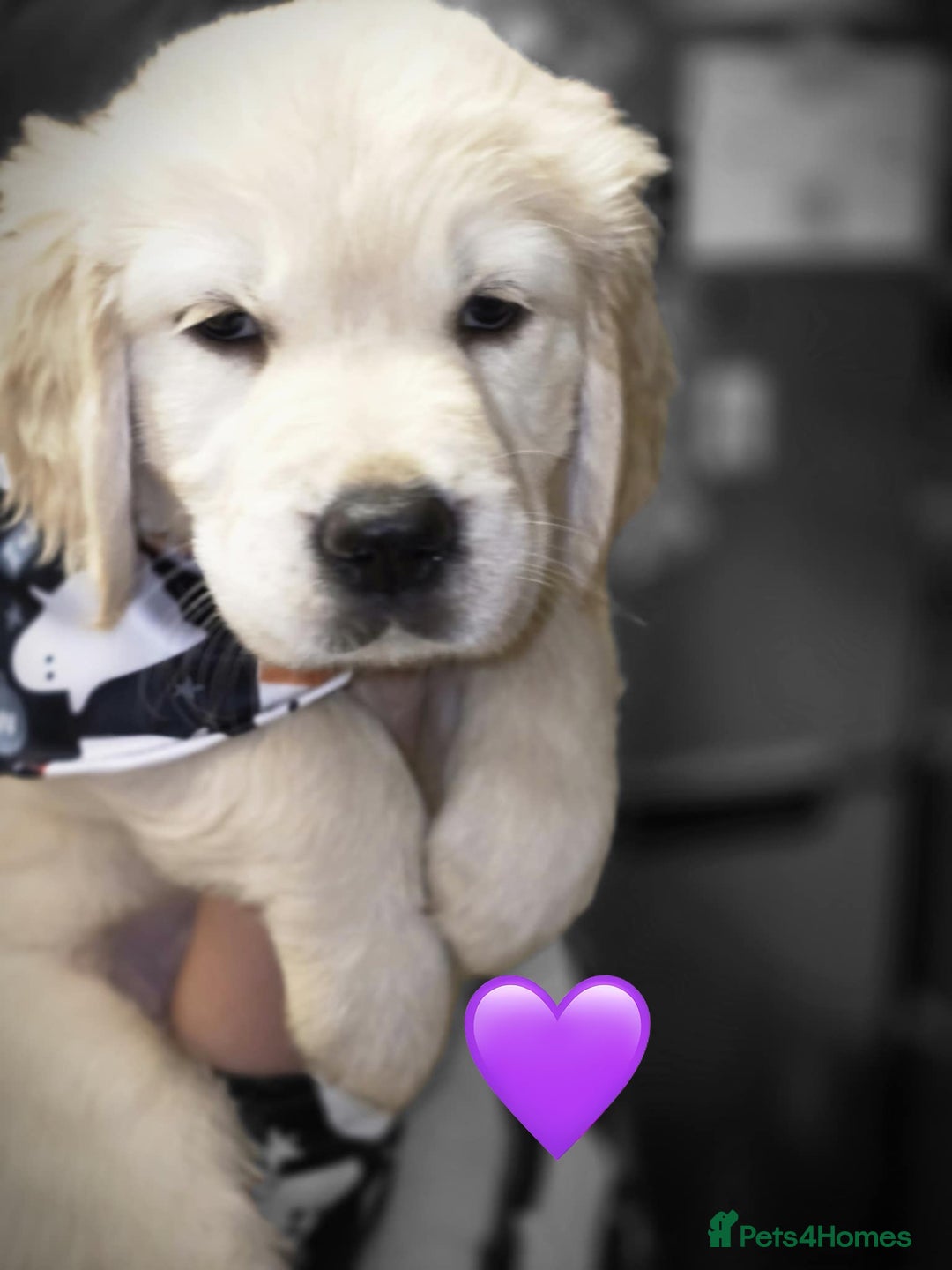 Golden Retriever dogs for sale: Beautiful KC Golden Retriever Babies  - Image 9