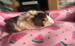 Guinea Pig rodents for sale: 3 female guinea pigs  - Image 4