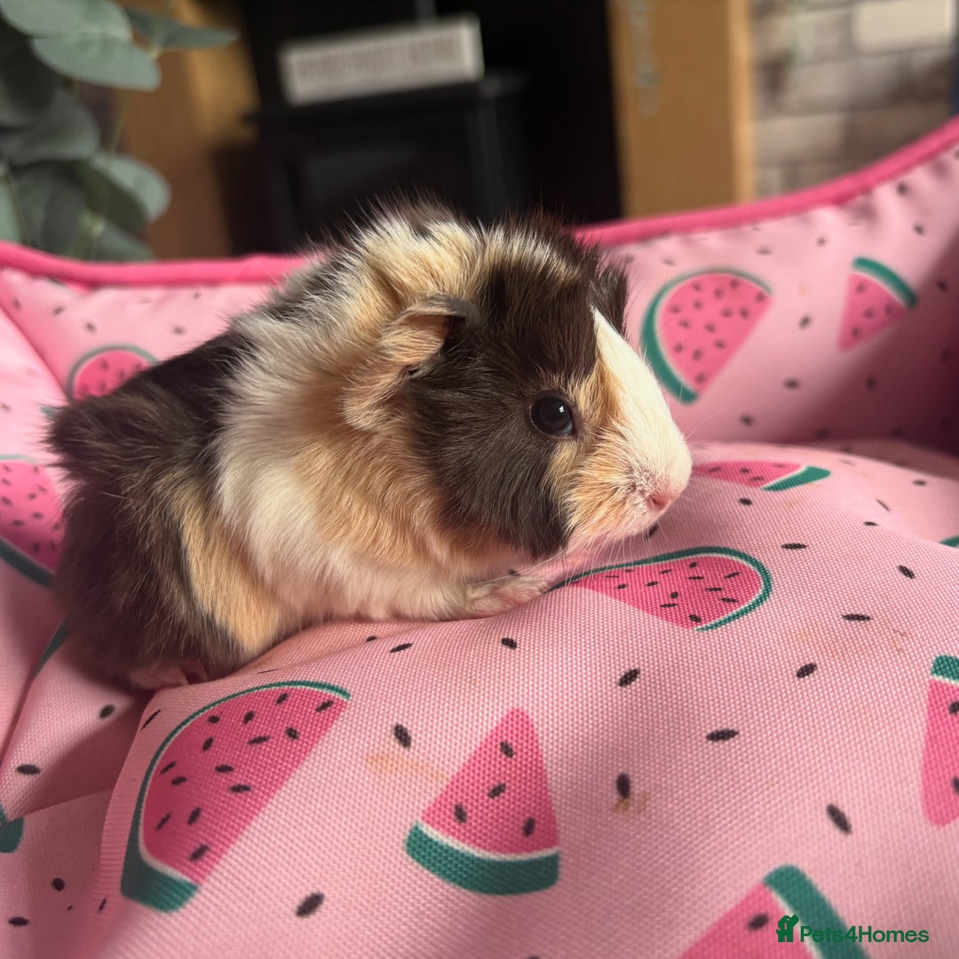 Guinea Pig rodents for sale: 3 female guinea pigs  - Image 4