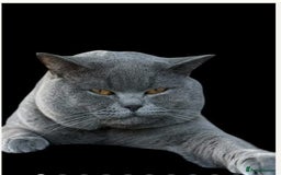 British Shorthair cats for sale: Gorgeous Champions line British Shorthair - Image 26