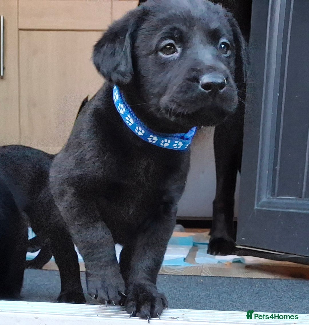 Labrador Retriever dogs for sale: Black labrador puppies - Advert 17