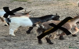 Goats livestock for sale: Pygmy Goats Ready Now  - Image 2