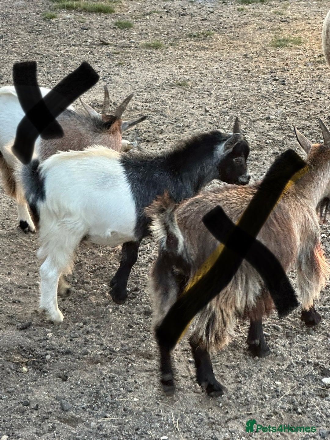 Goats livestock for sale: Pygmy Goats Ready Now  - Image 2