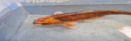 Koi Carp fish for sale: Koi carp various sizes - Advert 4