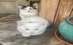 Turkish Van cats for sale: Gorgeous & Loving Turkish Van Kittens - Image 10