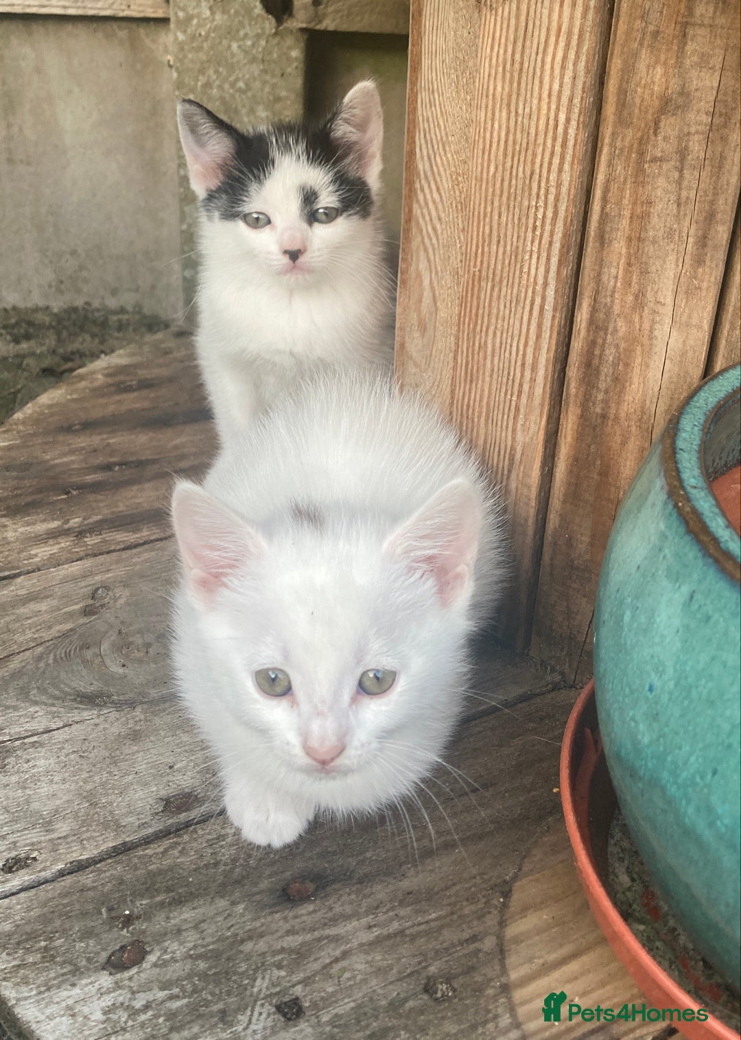 Turkish Van cats for sale: Gorgeous & Loving Turkish Van Kittens - Image 10