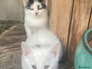 Turkish Van cats - Advert 6