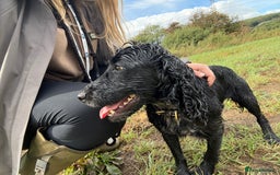 Cocker Spaniel dogs for sale: 3 year old Female Cocker Spaniel  - Image 6