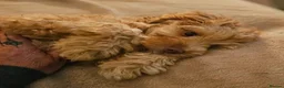 Cockapoo dogs for sale: Female Cockapoo - Advert 3