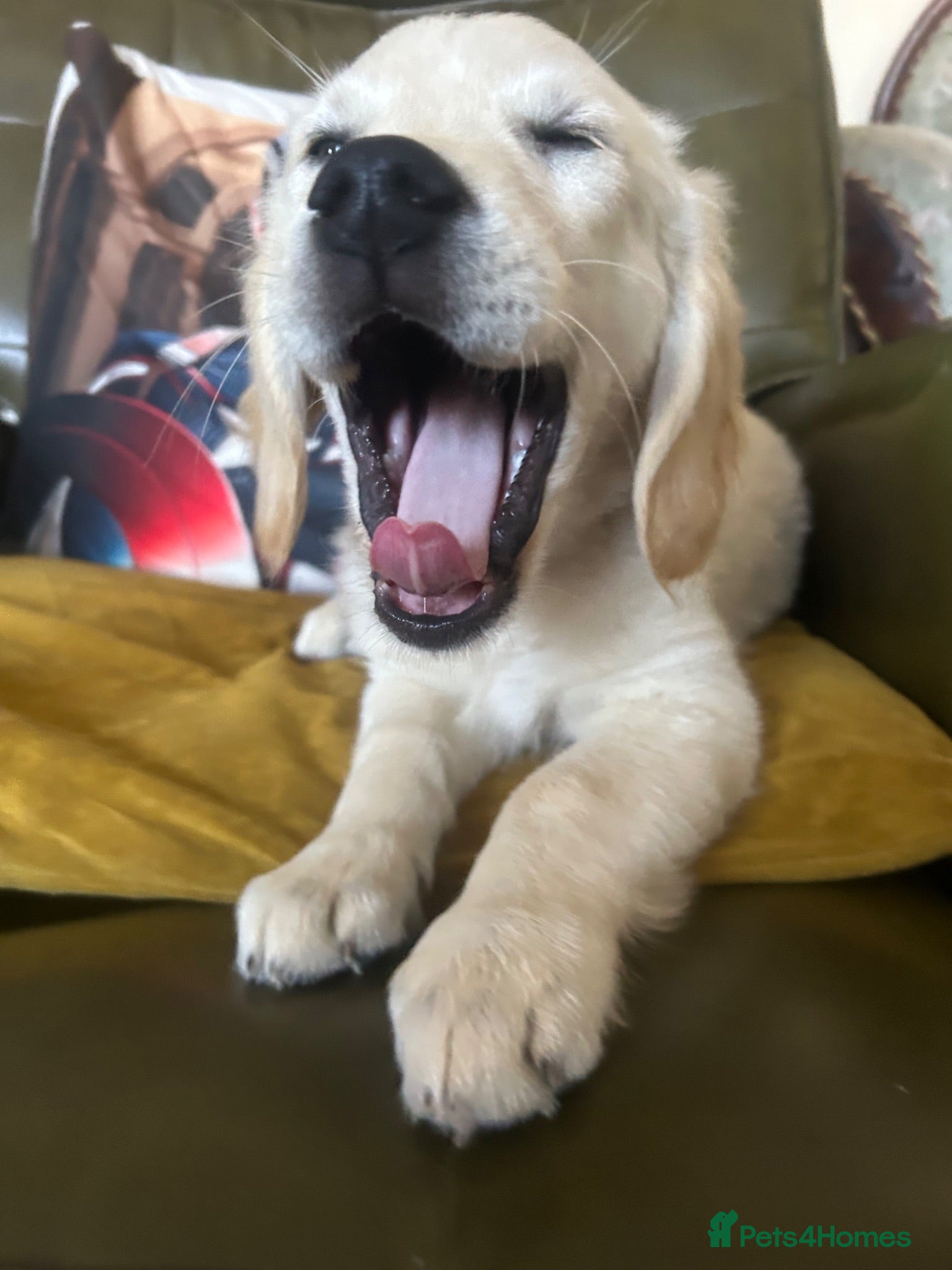 Mixed Breed dogs Dakota sports retriever. Only Mr Grey left. 😮  - Advert 2