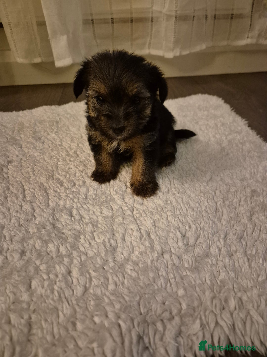 Yorkshire Terrier dogs for sale: Yorkshire terrier pappy for sale - Image 9