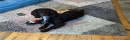 Cocker Spaniel dogs for sale: Quality KC Registered Working Cocker Spaniel Pups - Advert 3
