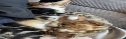 British Shorthair cats for sale: 1x British Shorthair| 2x Bengal Cats  - Advert 7