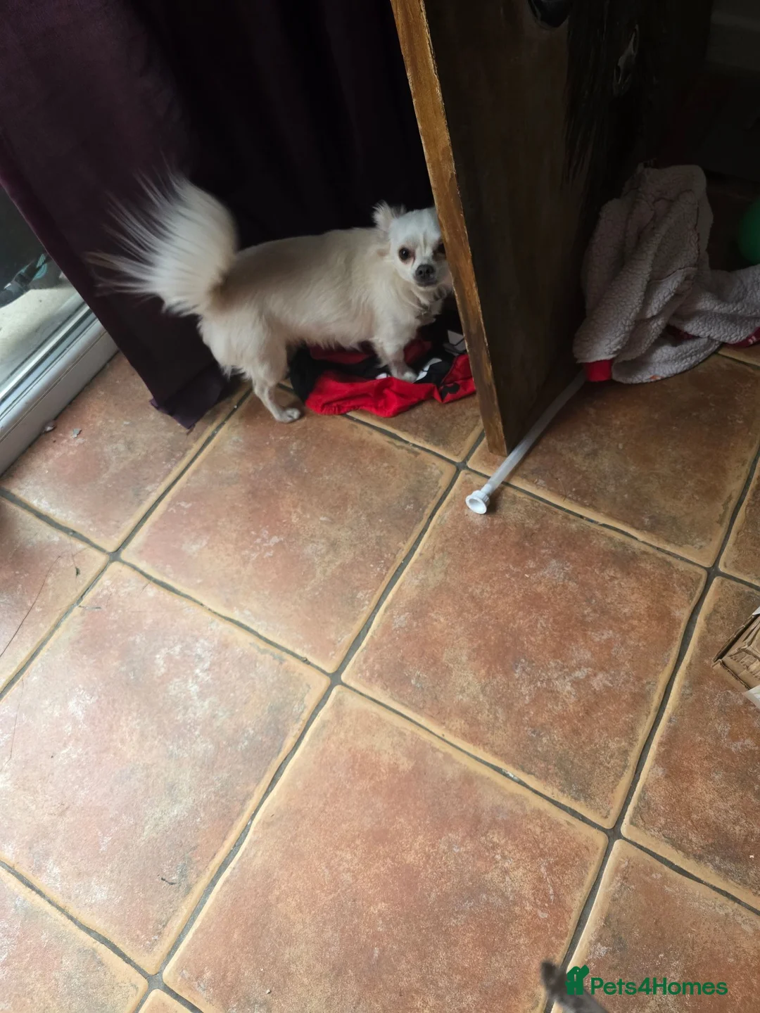 Chipoo dogs for sale: Chihuahua  in Widnes - Advert 2