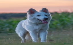 White Swiss Shepherd dogs for sale: White Swiss Shepherd  - Image 3