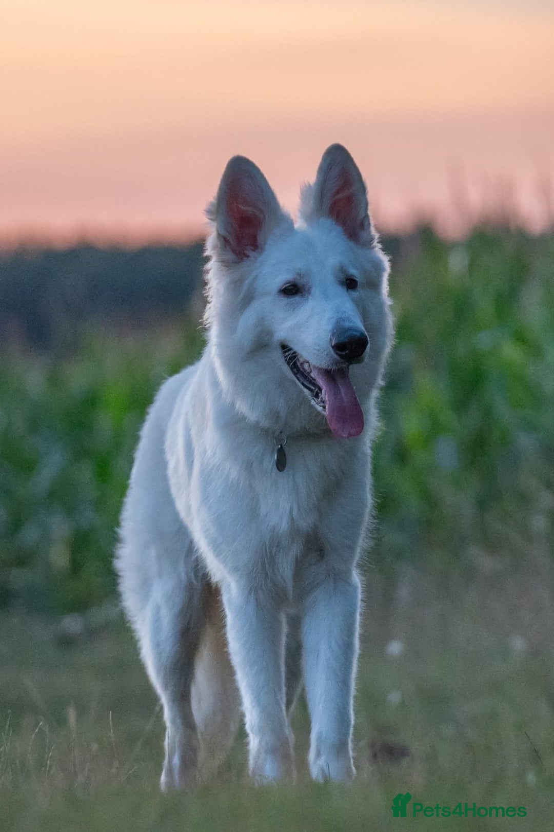 White Swiss Shepherd dogs for sale: White Swiss Shepherd  - Image 3
