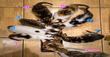 Mixed Breed cats - Advert 5